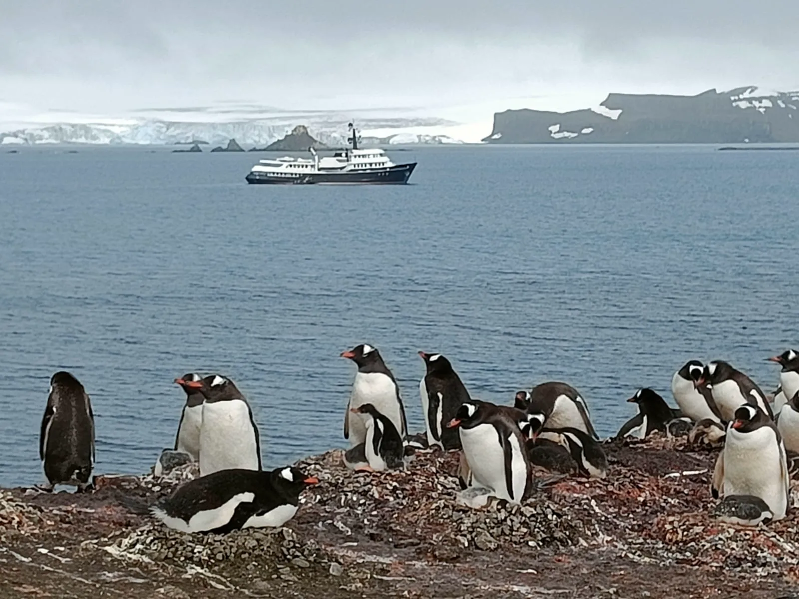 Gentoo colony with an explorer yacht offshore at King George Island